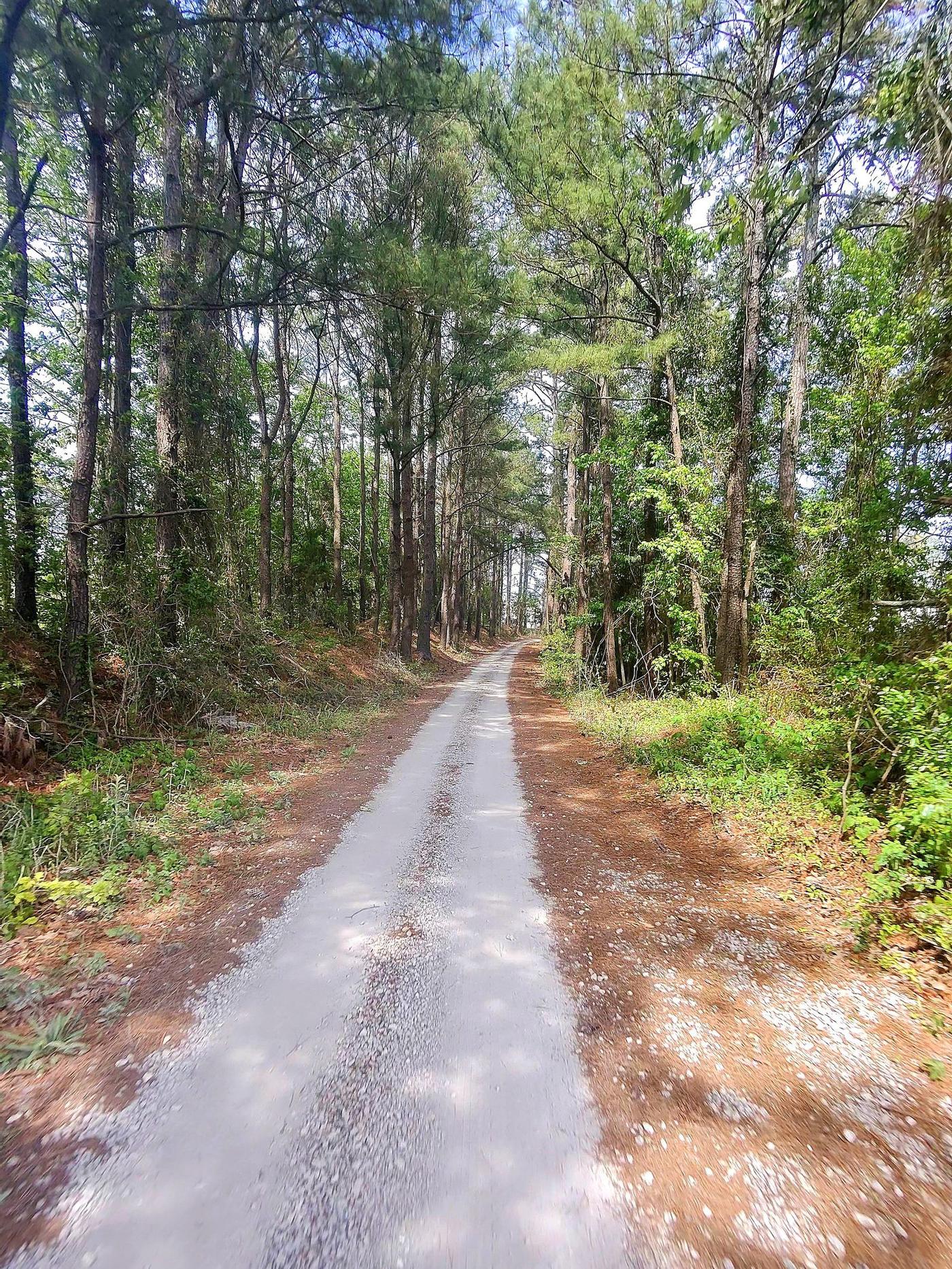 Real photo — enhanced: a wooded trail in South Carolina, sunlight streaming through the pines — Apr 21, 2025